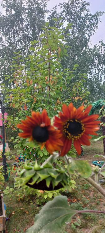 Земельные участки, продаю 8