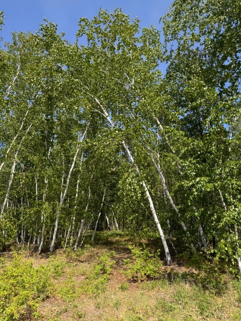 70000 м², земельные участки, продаю