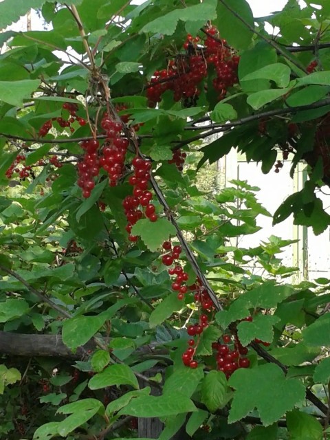 Земельные участки, продаю 9