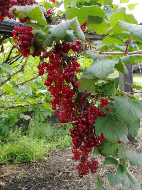 Земельные участки, продаю 10