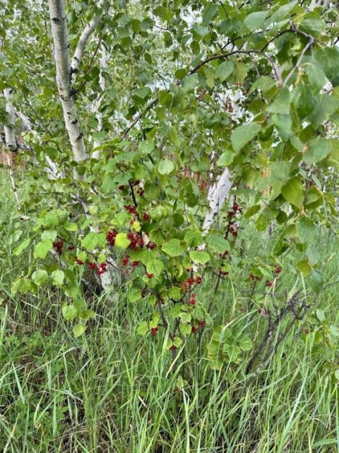 15 м², земельные участки, продаю 12