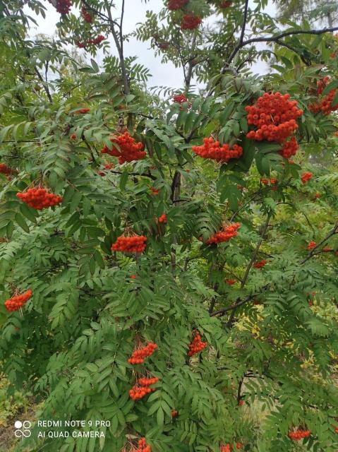 1900 м², земельные участки, продаю 13